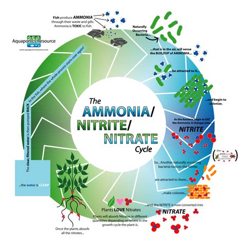 ammonia, nitrite, and nitrate