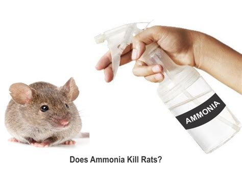ammonia to deter rats