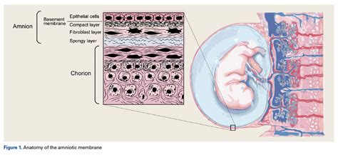 Amniotic Barrier Membrane