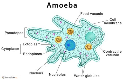 Mengapa Amoeba Termasuk dalam Objek Biologi pada Tingkat Sel?