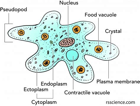 Mengapa Amoeba Termasuk dalam Objek Biologi pada Tingkat Sel?