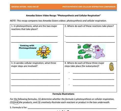 amoeba sisters characteristics of life worksheet answers pdf