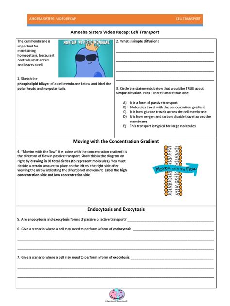 amoeba sisters inside the cell membrane worksheet answers