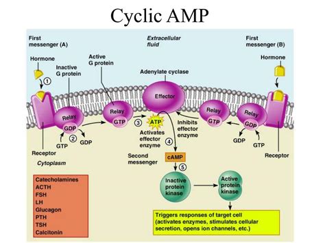 Amp Biology Definition