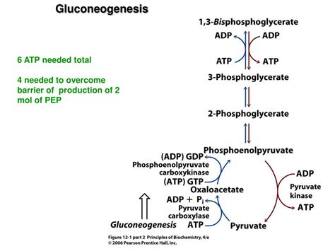 Amp Effect On Gluconeogenesis