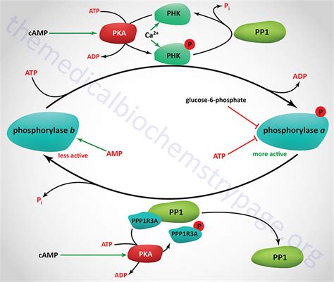 Amp Effect On Glycogen Phosphorylase