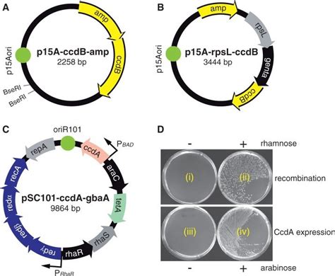 Amp In Plasmid