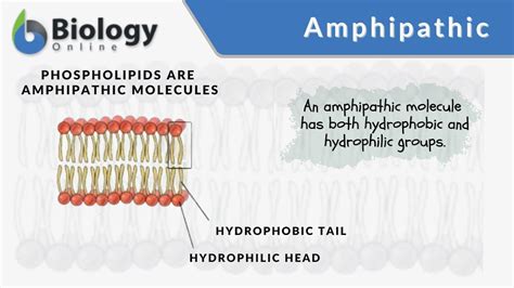 amphipathic molecule definition biology