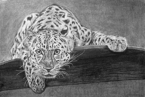 Pencil drawing of an Amur leopard by UK artist Gary Tymon