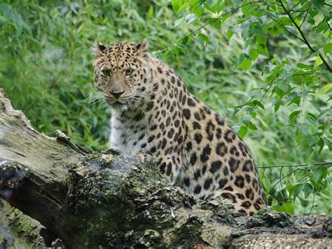 amur leopard importance
