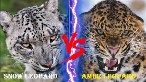 amur leopard vs leopard
