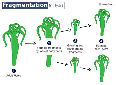 an example of fragmentation is