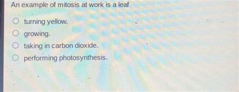 an example of mitosis at work is a leaf