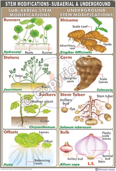 An Example Of Modified Underground Stem Is