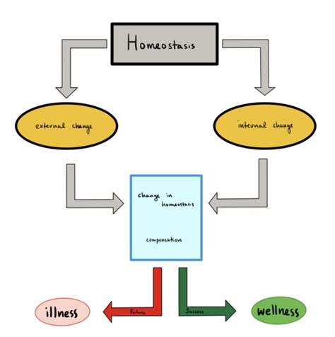 The Link Between Motivation and Homeostasis: Unveiling the Conceptual Framework