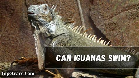 Iguanas can spend 28 minutes under the water without returning to the