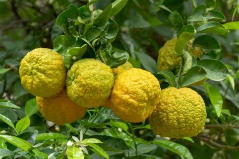an orange like citrus fruit is a bergamot