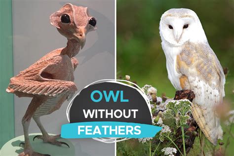 an owl without feathers
