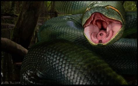 Anaconda Vs Python Movie Part 1 - Zequl