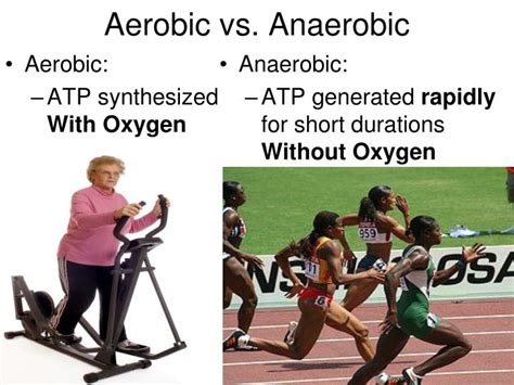 Anaerobic Exercise Definition Anatomy And Physiology  A Comprehensive Guide