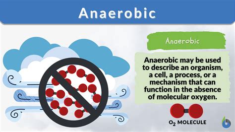 Anaerobic Exercise Meaning Biology  Understanding The Basics