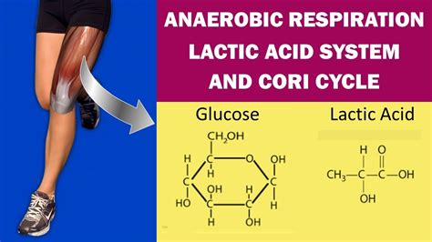 Anaerobic Respiration, Lactic Acid System and Cori Cycle (Exercise