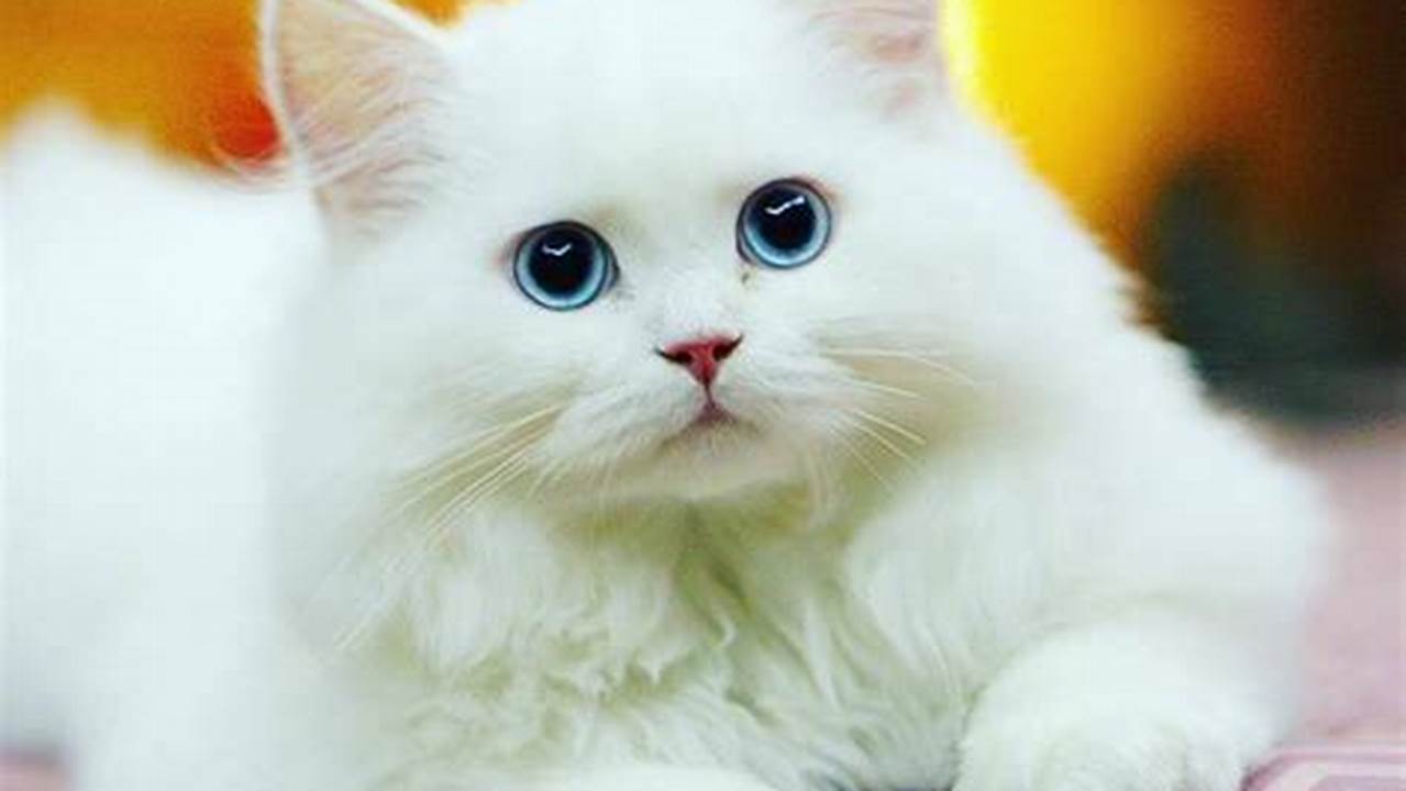 Anak Kucing Anggora Imut dan Lucu: Sahabat Berbulu nan Menggemaskan