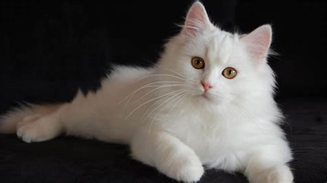 Kenali Karakter Anak Kucing Anggora yang Manis dan Menggemaskan