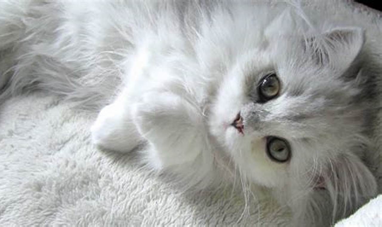 Kenali Karakter Anak Kucing Anggora yang Manis dan Menggemaskan