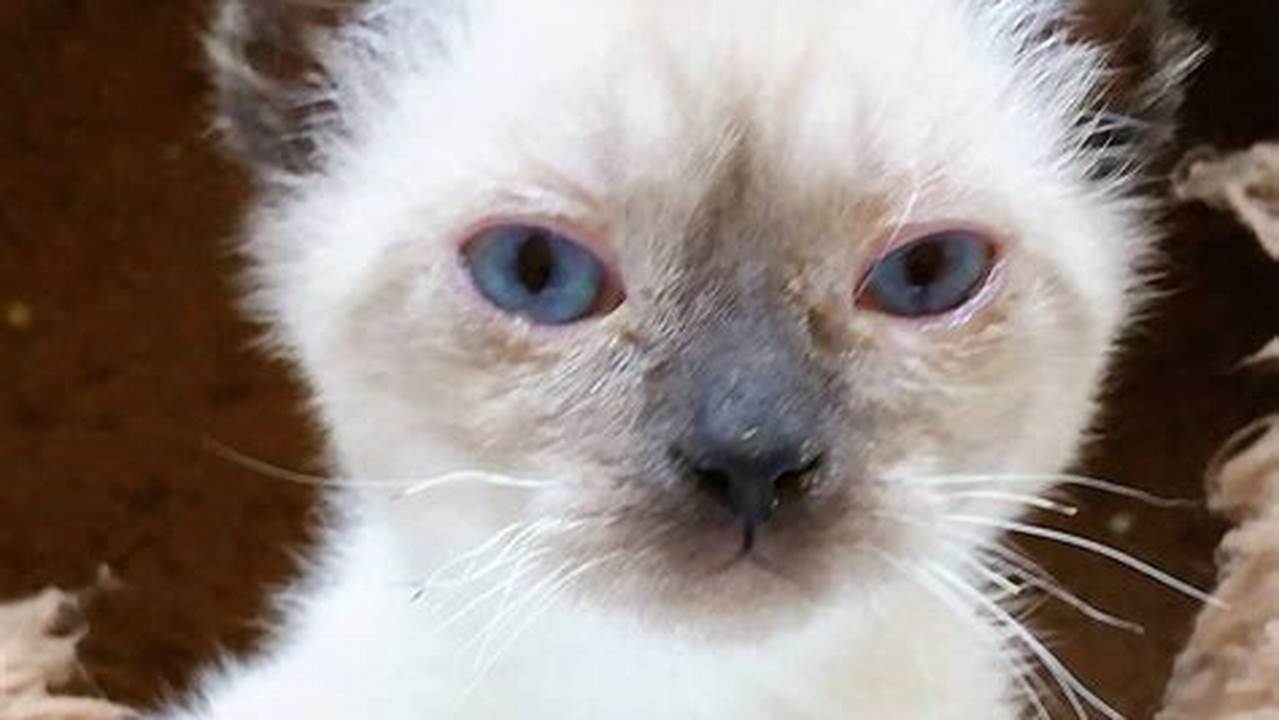 Temukan Info Lengkap Tentang Anak Kucing Arang, Si Lucu Berbulu Hitam Putih
