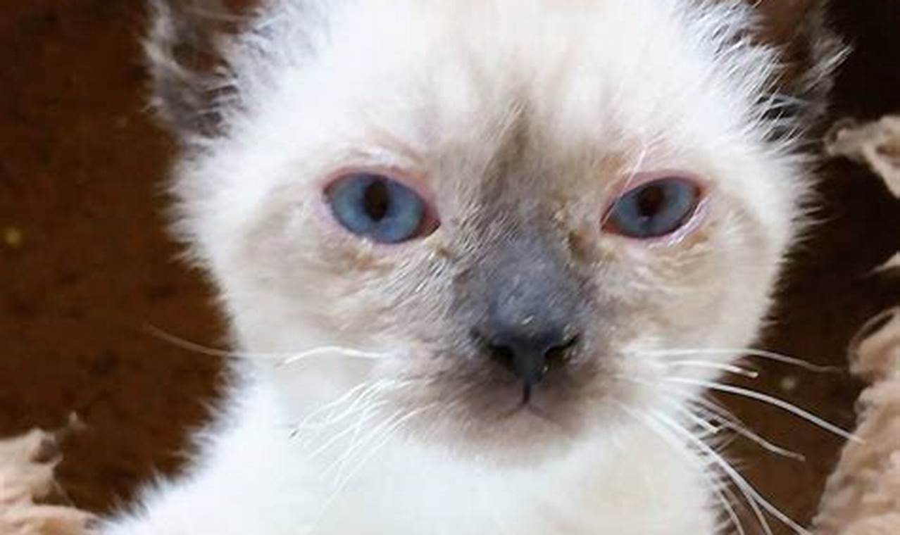 Temukan Info Lengkap Tentang Anak Kucing Arang, Si Lucu Berbulu Hitam Putih