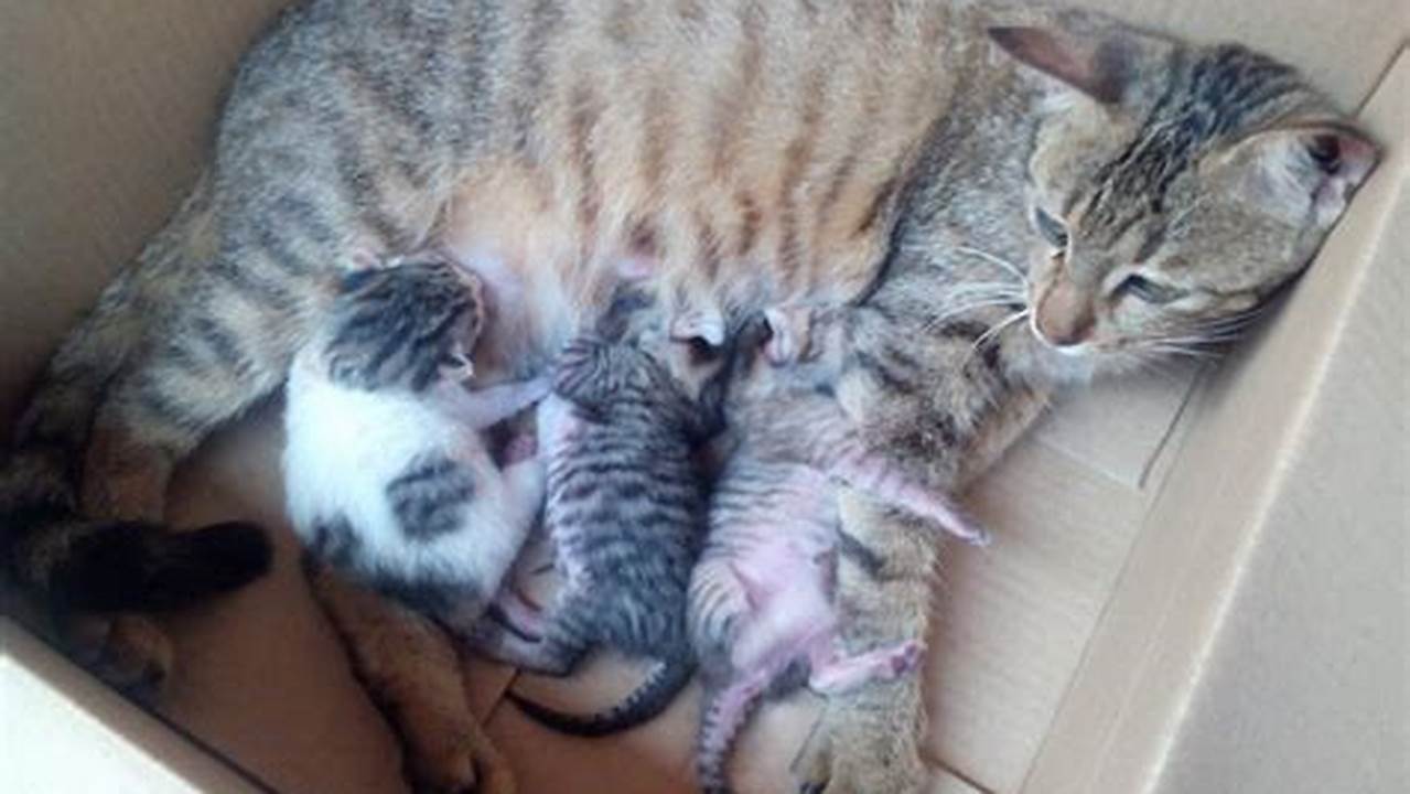 Panduan Lengkap Merawat Anak Kucing Baru Lahir untuk Pemilik Kucing
