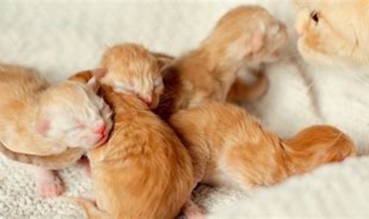 Panduan Lengkap Merawat Anak Kucing Baru Lahir untuk Pemilik Kucing