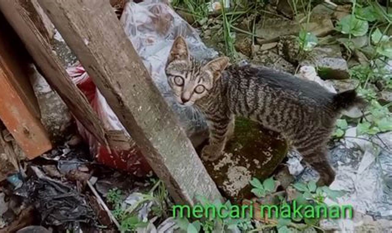 Yuk, Pelihara Anak Kucing Kampung yang Lucu dan Menggemaskan!