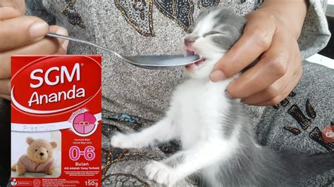 Anak Kucing Tidak Mau Minum Susu Seputar Minuman