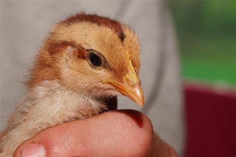 Anak Ayam