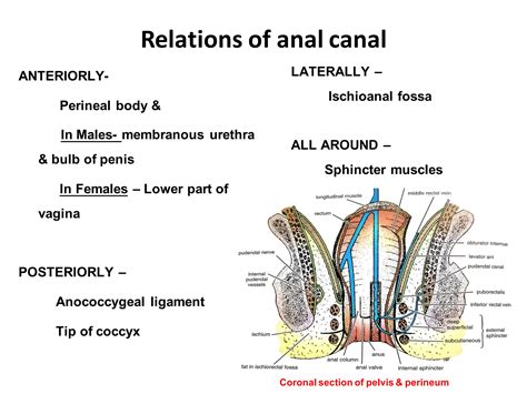 anal 5 day
