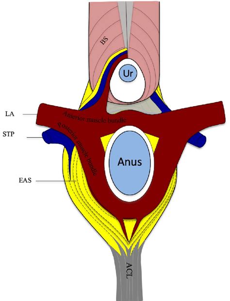 anal arrangement