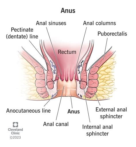 anal its