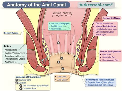 anal zone