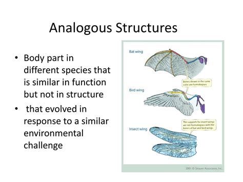 Analogous Structure Support Evolution