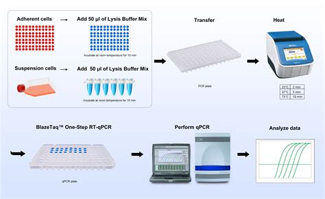Analyzing Qpcr Data In Prism
