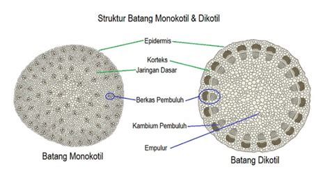 Anatomi Batang Dikotil dan Monokotil