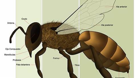 Honey bee anatomy imágenes de stock de arte vectorial | Depositphotos