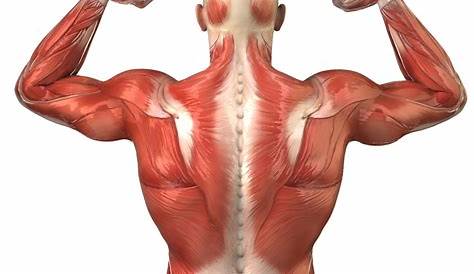 Anatomía de los músculos de la espalda - Mejor con Salud