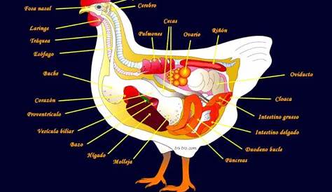 Enfadarse módulo El extraño anatomia interna del pollo Caballero amable