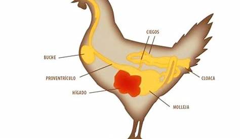 Anatomia de la gallina nana