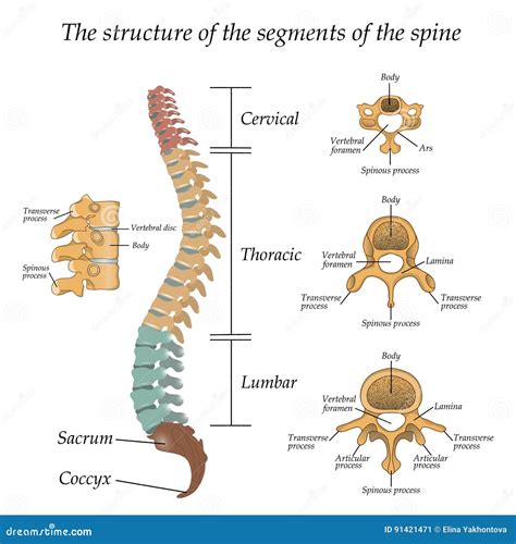 anatomia de la espina dorsal