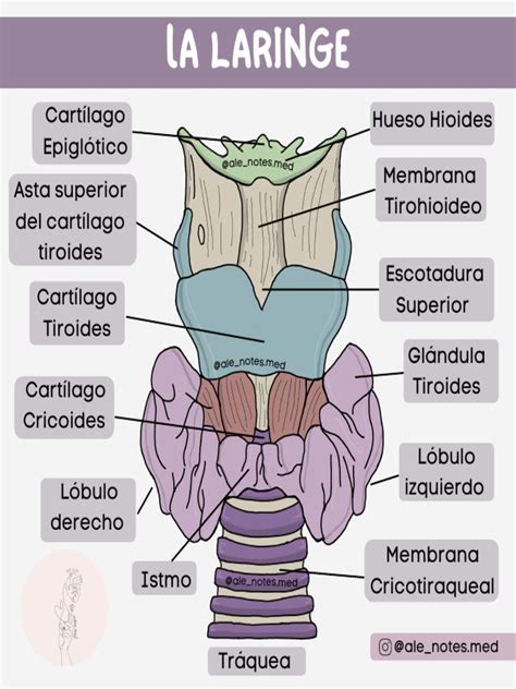 anatomia della laringe pdf