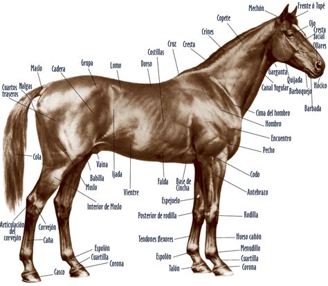 Subject Anatomia Interna Del Caballo Latest